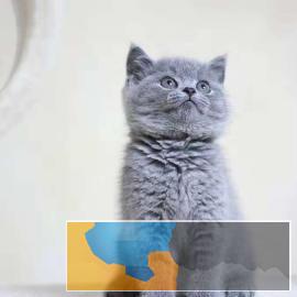 出售英短蓝猫银渐层美短起司幼猫包纯种 出售英短蓝猫银渐层美短起司幼猫包纯种
