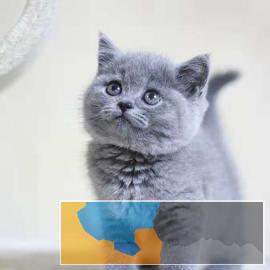 出售英短蓝猫银渐层美短起司幼猫包纯种 出售英短蓝猫银渐层美短起司幼猫包纯种