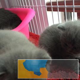 保证自家繁育蓝猫，一分钱一分货，可来家里看