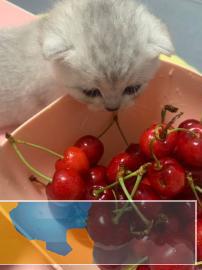 领养美短五粉起司加白母猫和英短银渐层折耳公猫生小奶猫 领养美短五粉起司加白母猫和英短银渐层折耳公猫生小奶猫