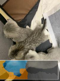 领养美短五粉起司加白母猫和英短银渐层折耳公猫生小奶猫 领养美短五粉起司加白母猫和英短银渐层折耳公猫生小奶猫