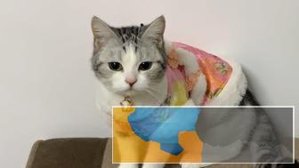 领养美短五粉起司加白母猫和英短银渐层折耳公猫生小奶猫 领养美短五粉起司加白母猫和英短银渐层折耳公猫生小奶猫