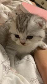 领养美短五粉起司加白母猫和英短银渐层折耳公猫生小奶猫 领养美短五粉起司加白母猫和英短银渐层折耳公猫生小奶猫