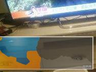 3月英国短毛蓝猫母猫