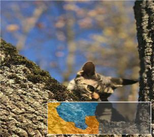 本地多只呆萌温顺猫咪出售价格实惠卷毛猫带回家