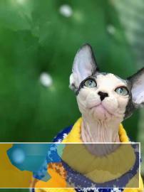 霸气无毛猫白皮蓝眼精灵耳健康保障全国可飞