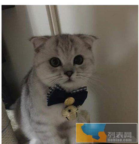 猫咪免费送,要养速度