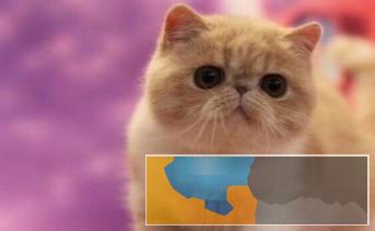 纯种长毛波斯幼猫宝宝多只出售多窝可选公母都有