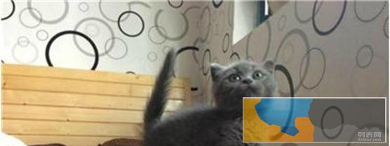 免费送可爱小猫咪