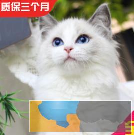 高颜值 仙女猫布偶猫,长相甜美 常年出售、多选 高颜值 仙女猫布偶猫,长相甜美 常年出售、多选