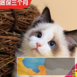 高颜值 仙女猫布偶猫,长相甜美 常年出售、多选 高颜值 仙女猫布偶猫,长相甜美 常年出售、多选