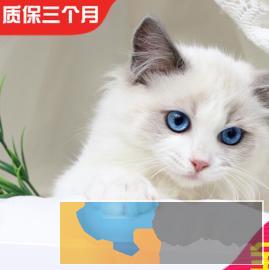 高颜值 仙女猫布偶猫,长相甜美 常年出售、多选 高颜值 仙女猫布偶猫,长相甜美 常年出售、多选