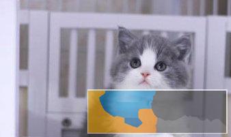出售高品质纯种英短蓝猫蓝白渐层加菲等疫苗齐全元