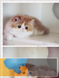 自家猫舍繁殖波斯猫品质保障签订协议送货上门