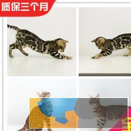 霸气的孟加拉豹猫、常年出售、全国可空运