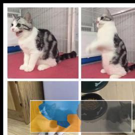 与众不同的英短美短蓝白渐层蓝猫，找宠物家庭