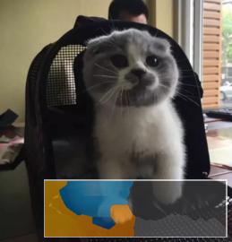 本地专业繁殖折耳猫保纯种健康品相完美