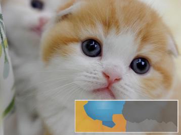 可爱听话的折耳猫出售品相好体质强放心喂养