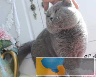 cfa种公蓝猫包子脸公猫配猫很凶