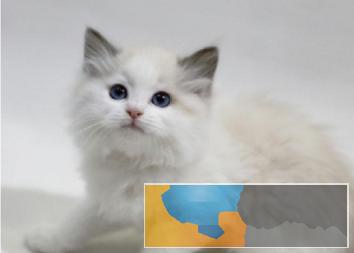 超可爱的仙女布偶猫包纯种包健康活