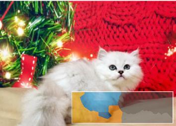 爆毛量金吉拉幼猫出售啦品相好血统纯正疫苗齐全