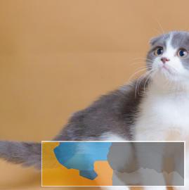 专业繁殖折耳猫保纯种健康品相完美