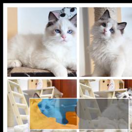 自家繁殖布偶猫幼猫纯种宠物猫活体小猫咪纯种布偶