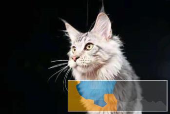 甜美可爱缅因猫弟弟妹妹都有包纯种包健康