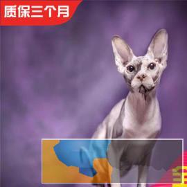 自家繁殖无毛猫精灵宝石眼国外引进血统包纯种活