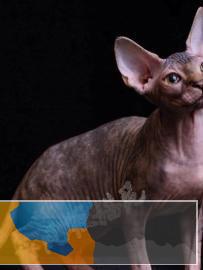 自家繁育出售高品质纯种无毛猫