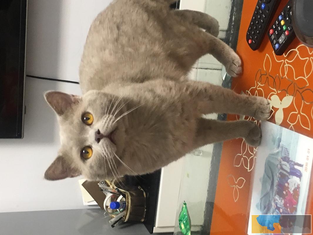 由于家中孩子上学无法照顾忍痛转让