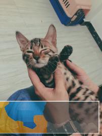 孟加拉豹猫对外出售