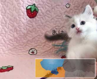 本地良心猫舍出售布偶猫支持花呗上门看猫