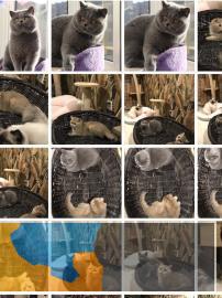 新出窝英国短毛猫蓝猫弟弟妹妹