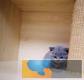 CFA专业猫舍高品质纯种橘眼蓝猫完美品相活