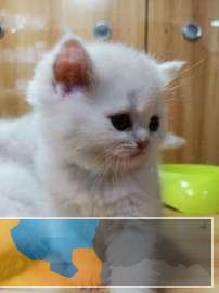 西宁本地咪咕喵屋纯种猫舍充会员卡领取猫咪