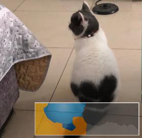 成年蓝白英短母猫