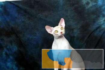 高品质无毛猫找家长健康漂亮繁育用