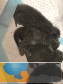 家养蓝猫下崽，纯家养