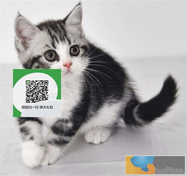 烟台哪里有虎斑猫出售 烟台虎斑猫价格 烟台宠物猫转让出售