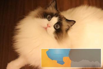 自家繁育，纯种血统高品质布偶猫幼崽，海双蓝双，公猫可借配