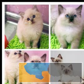 你给它时间它给你不一样的美丽 猫舍直销，可上门挑选