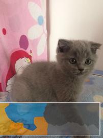 折耳猫出窝了，价格美丽，可以小刀