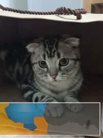 美短猫咪 猫咪用品找新家