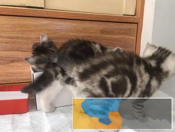 家养美短加白、标斑小猫找新家