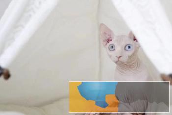 加拿大斯芬克斯无毛猫常年出售包纯种包健康