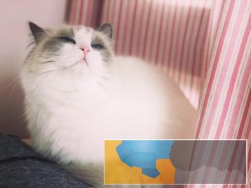 双血统带出生纸布偶猫咪出售