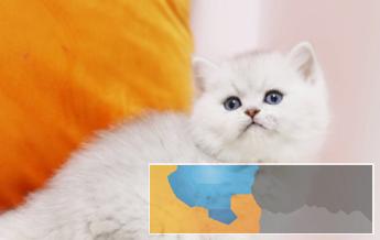 CFA专业猫舍高品质纯种英短美短完美品相活