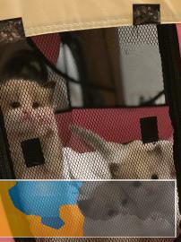 家庭繁育高品质布偶猫宝宝价格惊喜