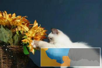 CFA专业猫舍高品质纯种暹罗猫完美品相活